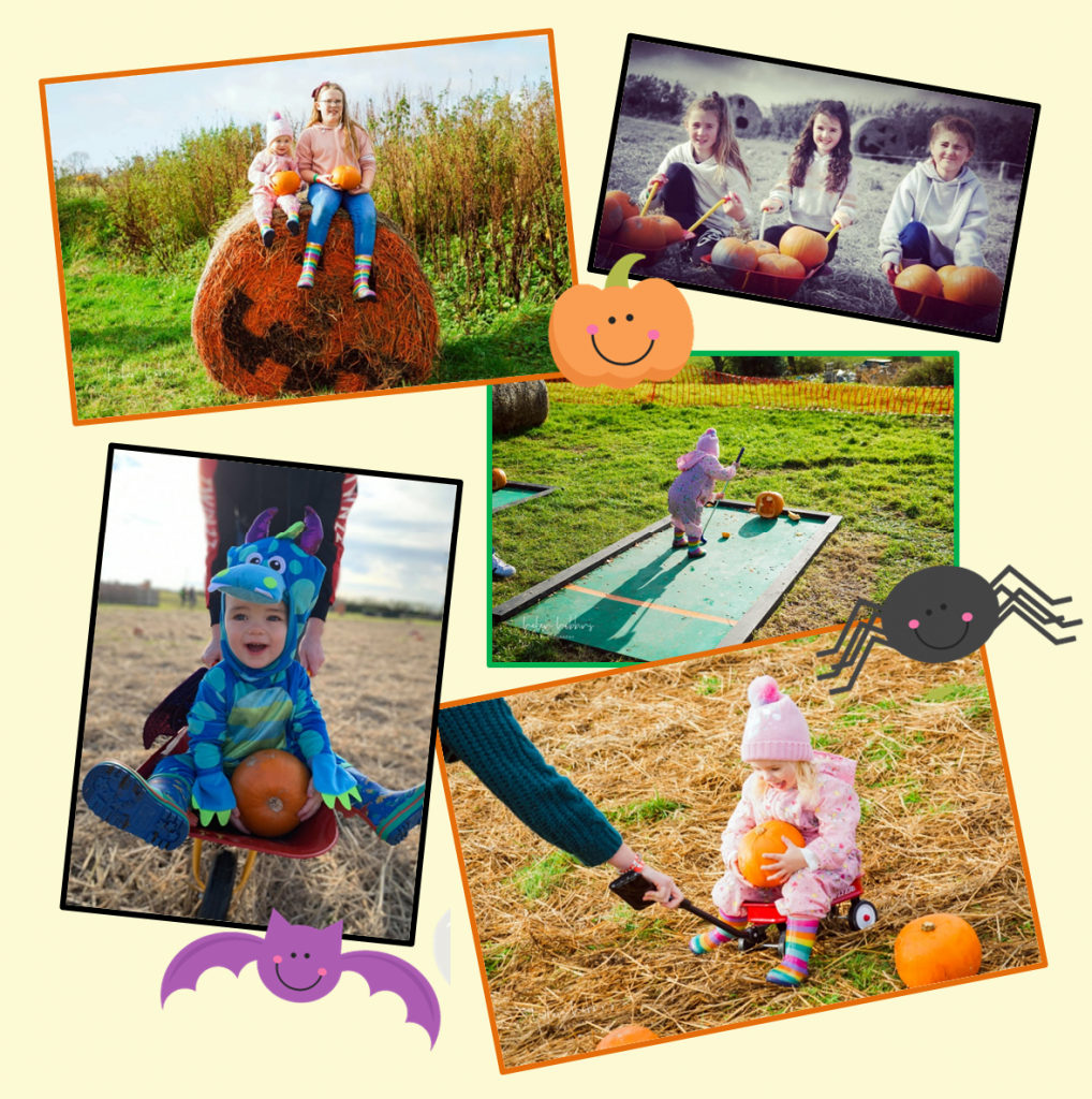 pumpkin patch pictures